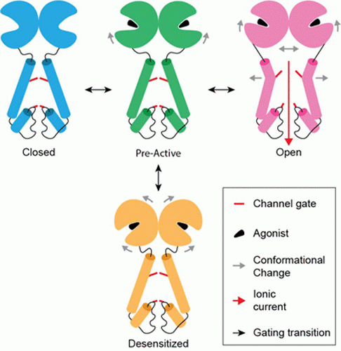 Structural mechanisms of gating in ionotropic glutamate receptors ...