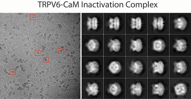 TRPV6-CaM Inactivation Complex