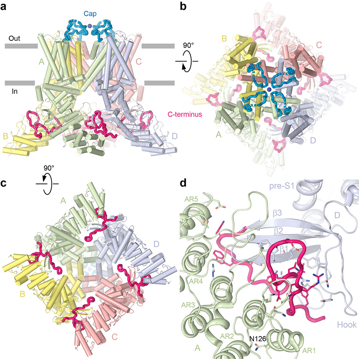 Sobolevsky Lab » Extracellular cap domain is an essential component of ...