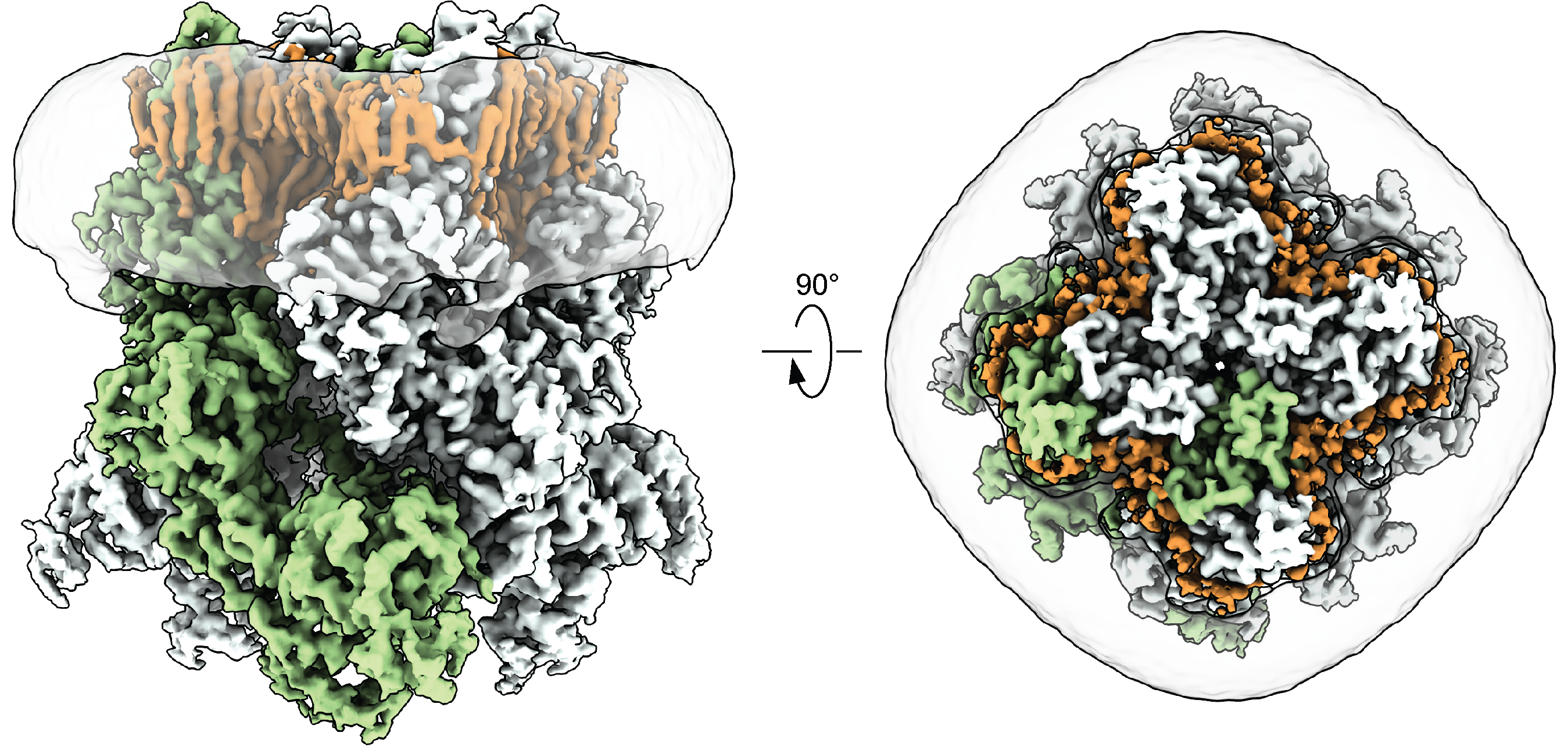Sobolevsky Lab » Structural mechanisms of TRPM7 activation and inhibition