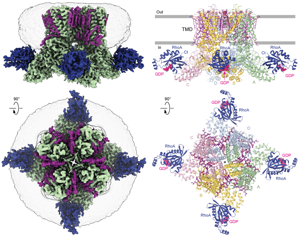 Sobolevsky Lab » Structure of human TRPV4 in complex with GTPase RhoA