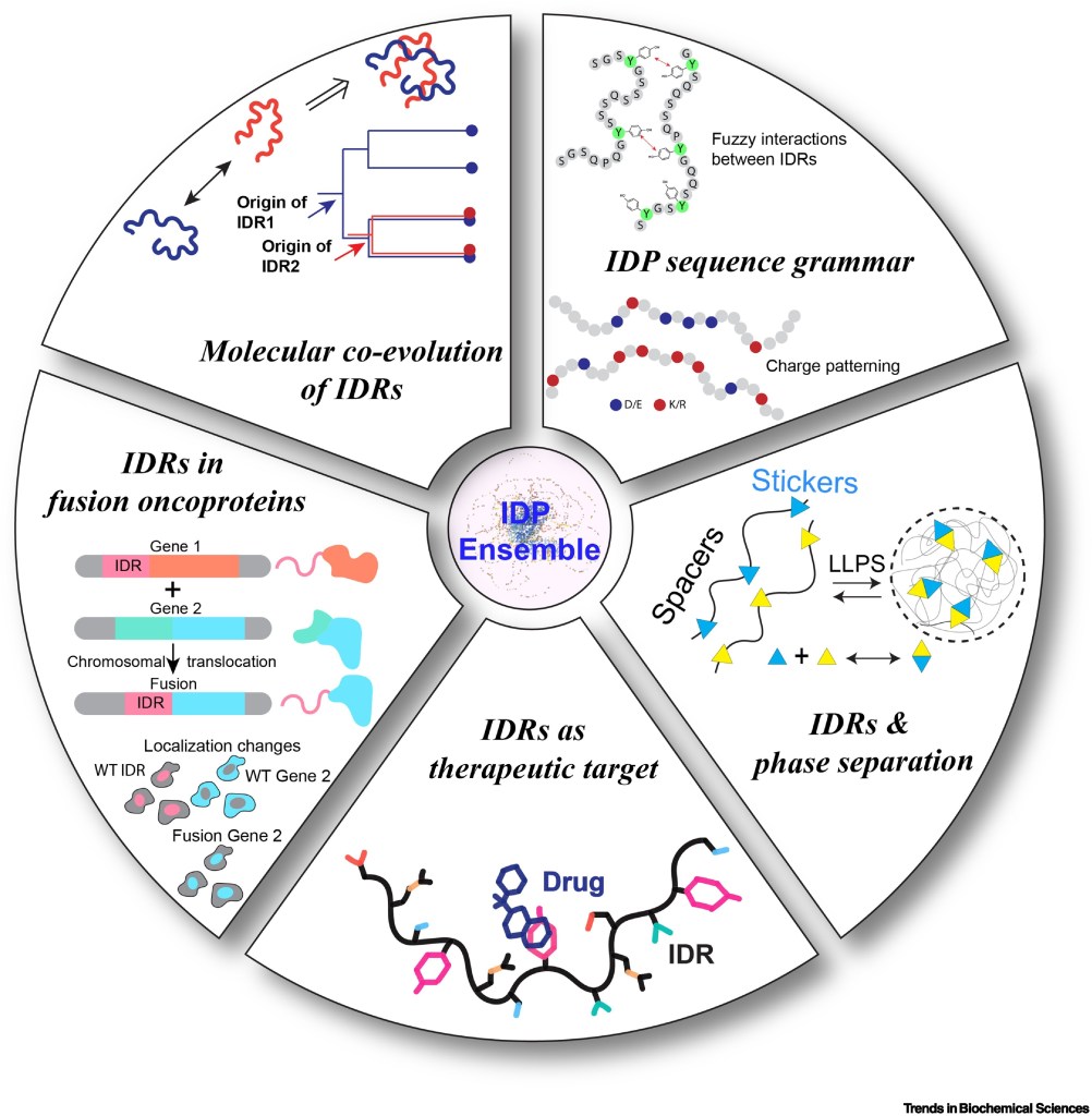 Sobolevsky Lab » Dissecting the biophysics and biology of intrinsically ...