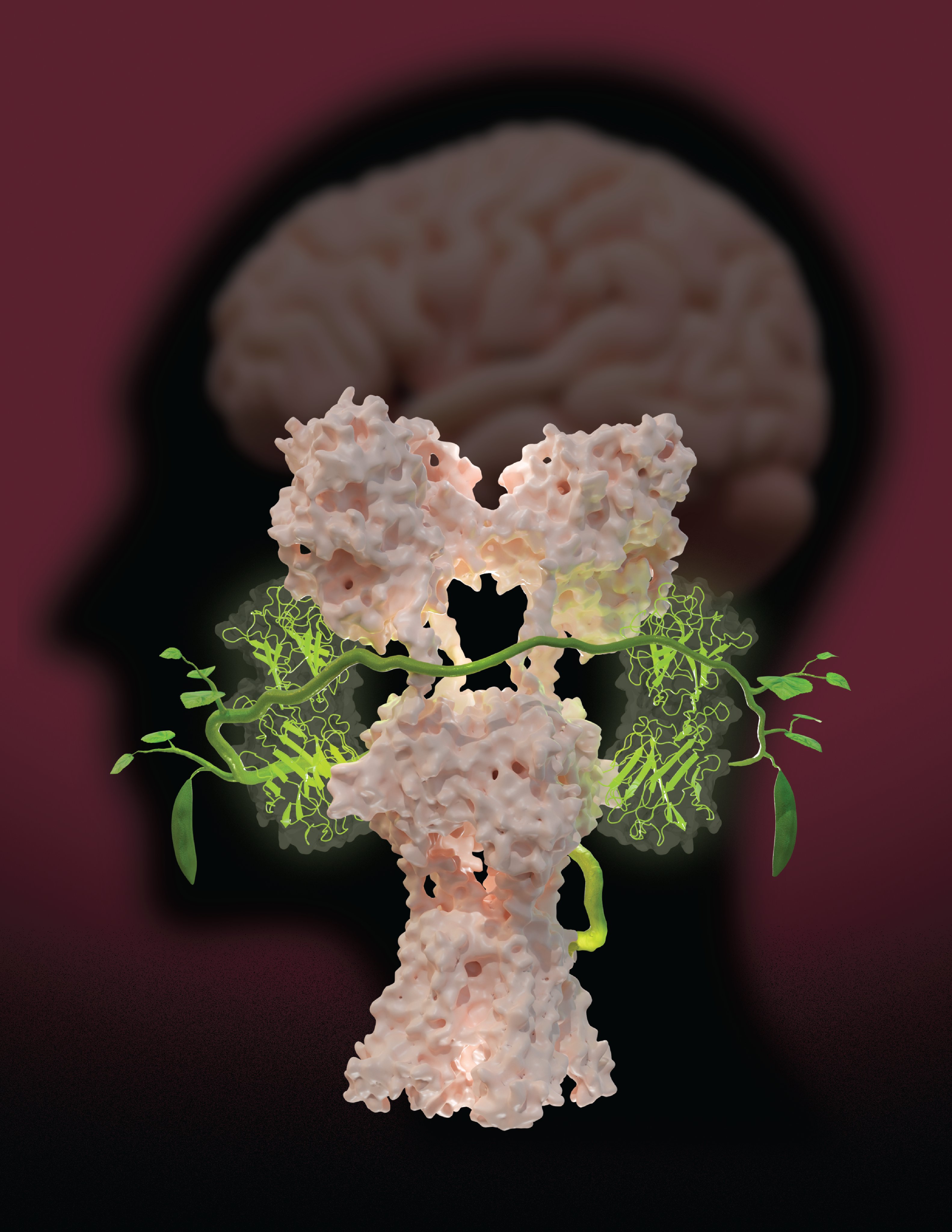 Sobolevsky Lab » Kainate receptor channel opening and gating mechanism ...