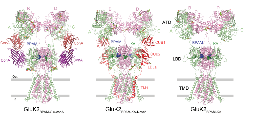 Sobolevsky Lab » Structure and gating of kainate receptors