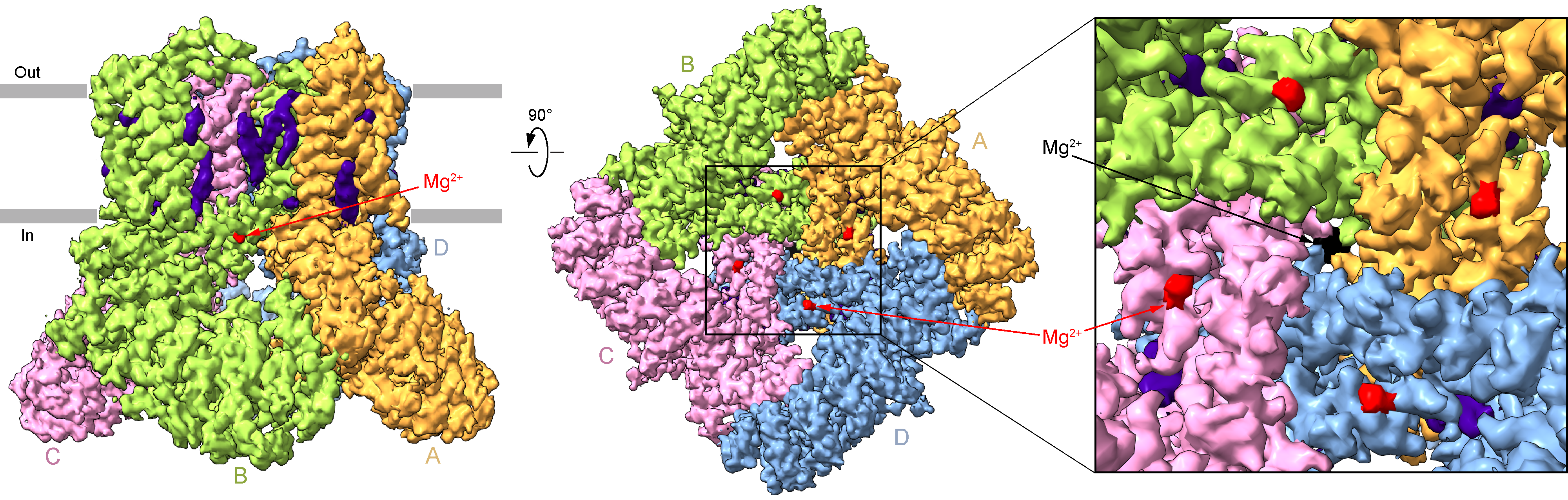 Sobolevsky Lab » The locking mechanism of human TRPV6 inhibition by ...